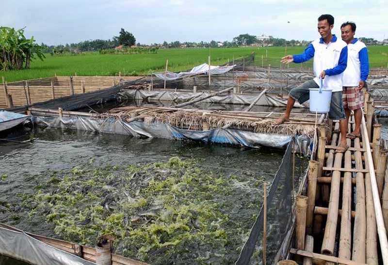 DKP Kota Pekalongan Akan Beri Bantuan Pembudidaya Ikan