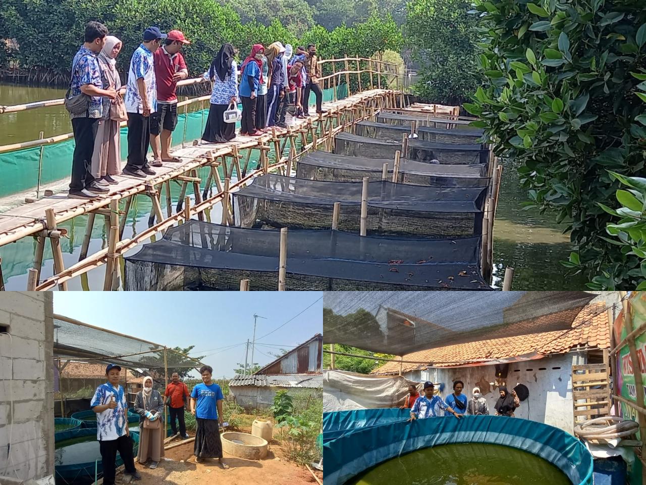 Budidaya Ikan