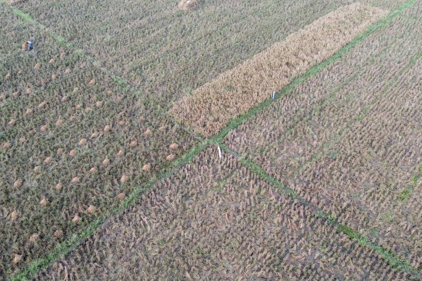 Lahan Sawah