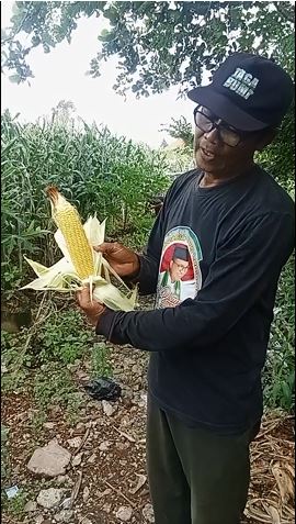 Petani jagung, Abu Ayash Petani jagung, Abu Ayash