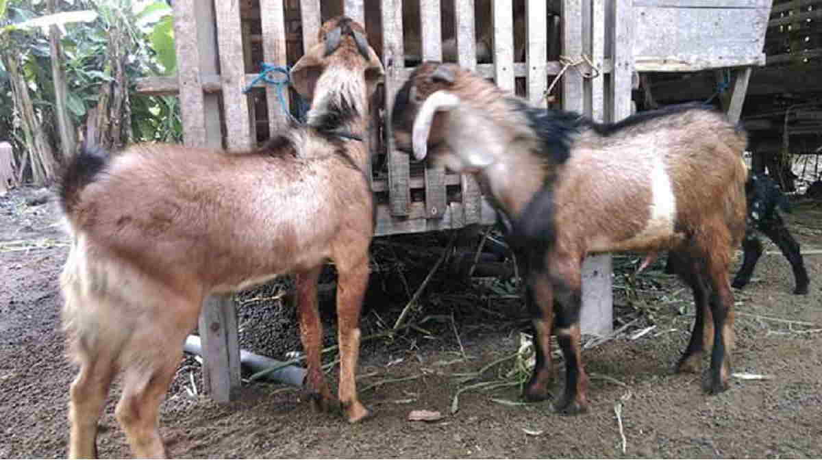 Kambing
