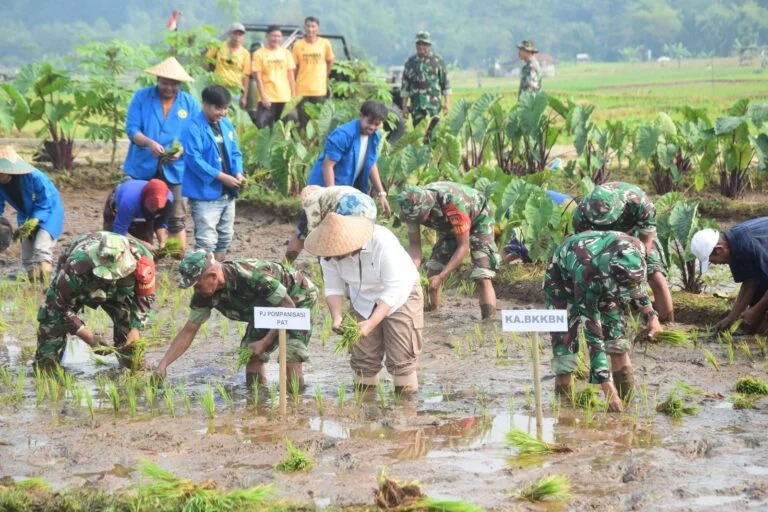 Tanam Padi