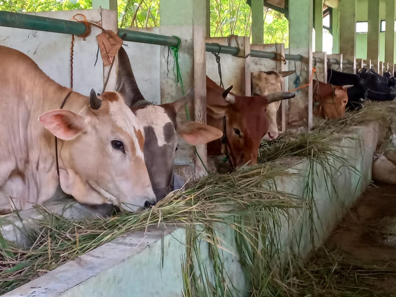ternak