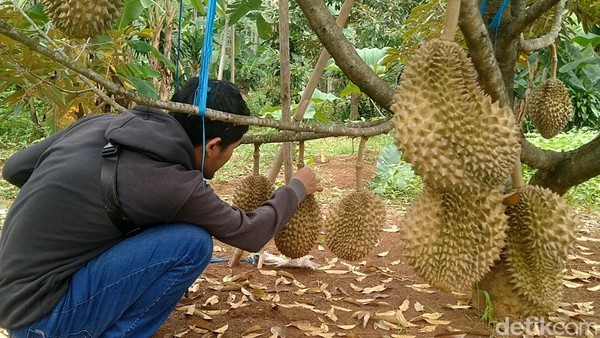 Durian Durian