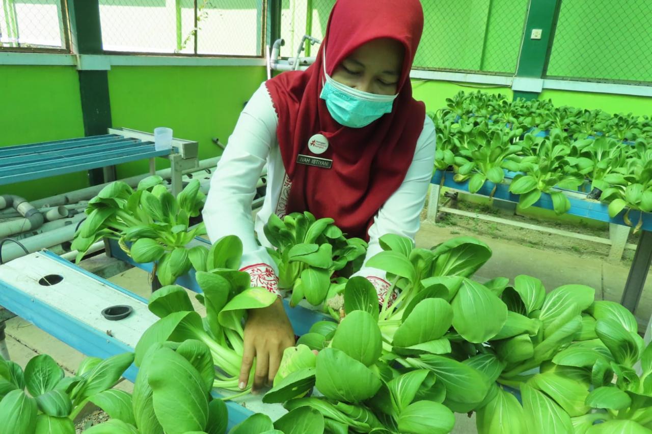 Dukung Pemanfaatan Lahan Dengan Hidroponik di Pekalongan Selatan