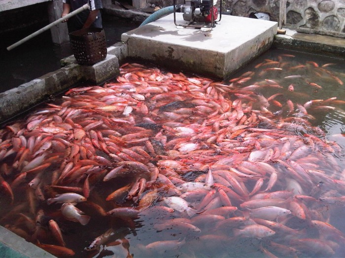 Ikan