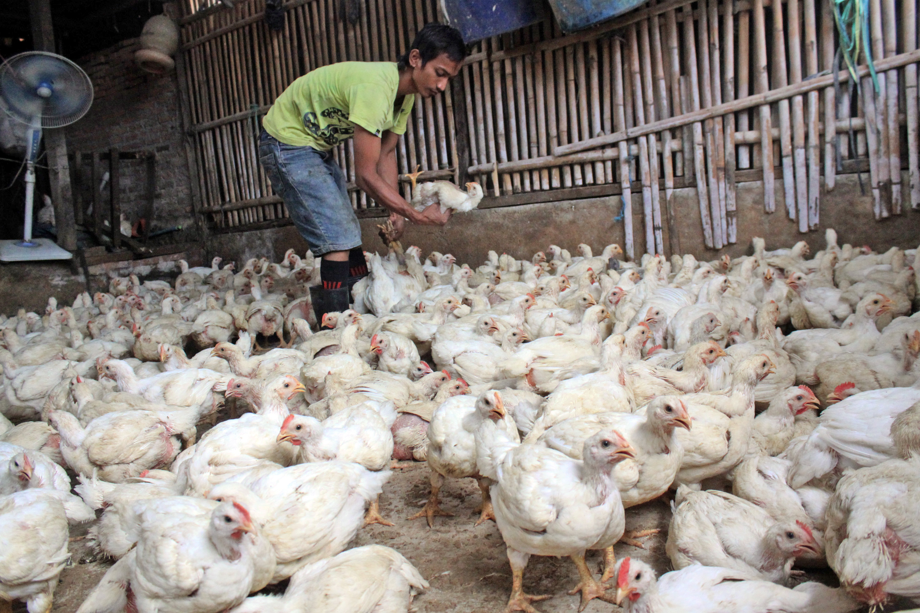 Ayam