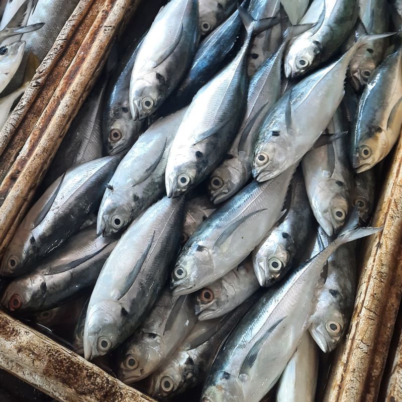 Angka Konsumsi Ikan di Kota Batik Turun
