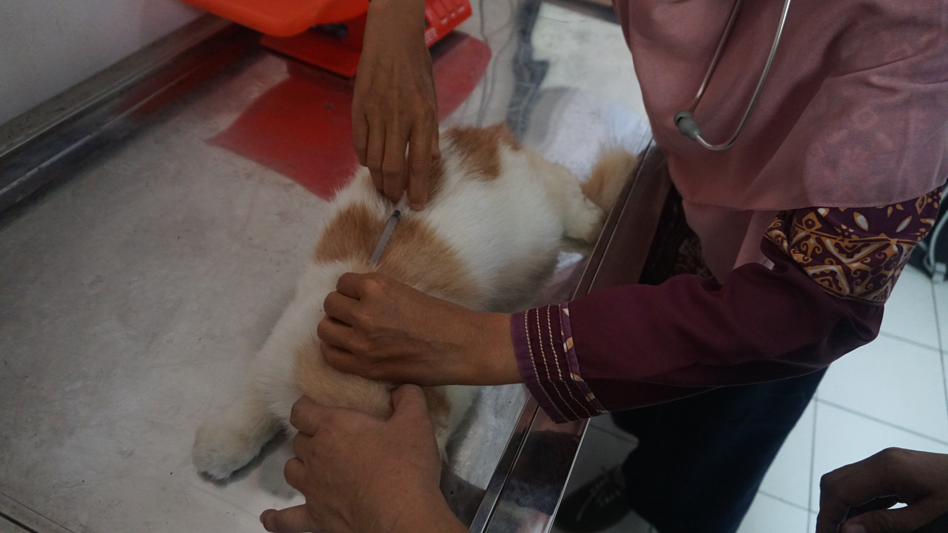 Cegah Penyakit Menular, Ratusan Hewan Peliharaan Divaksin Rabies