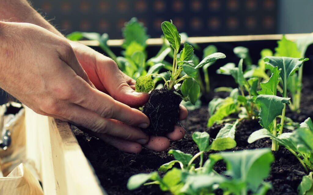 Dinperpa Ajak Tanam Holtikultura Di Rumah Antisipasi Lonjakan Harga Dinperpa Ajak Tanam Holtikultura Di Rumah Antisipasi Lonjakan Harga
