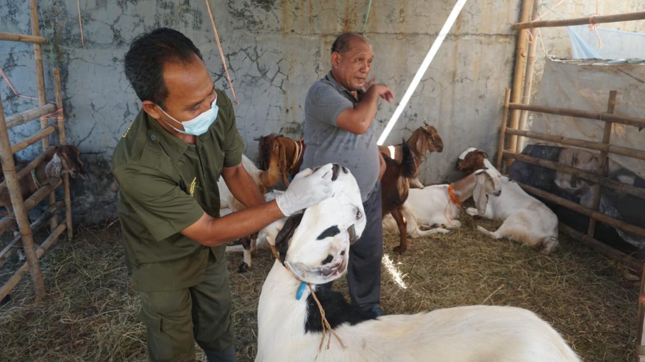 Dinperpa Himbau Masyarakat Teliti PilihHewan Kurban