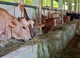 Dinperpa Kota Pekalongan Awasi Ketat Hewgan Kurban