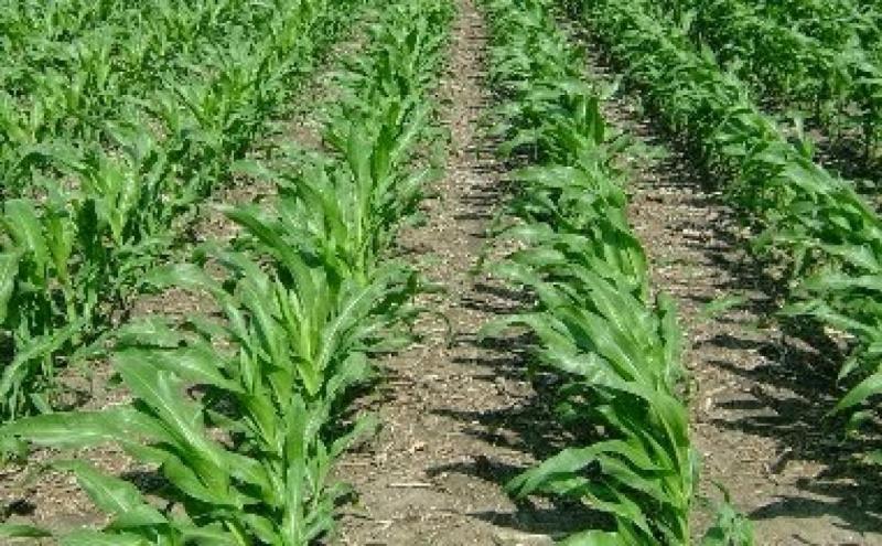 Dinperpa Ujicoba Tanam Jagung di Pringrejo 