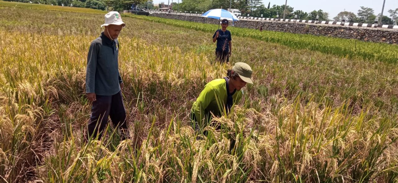Diserang Emprit, Petani Kota Pekalongan Ragu Mulai Tanam