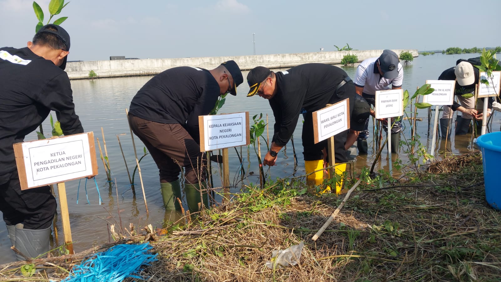 Gerakan Mageri Segoro Tanam 10 Ribu Mangrove Di Pesisir Pekalongan