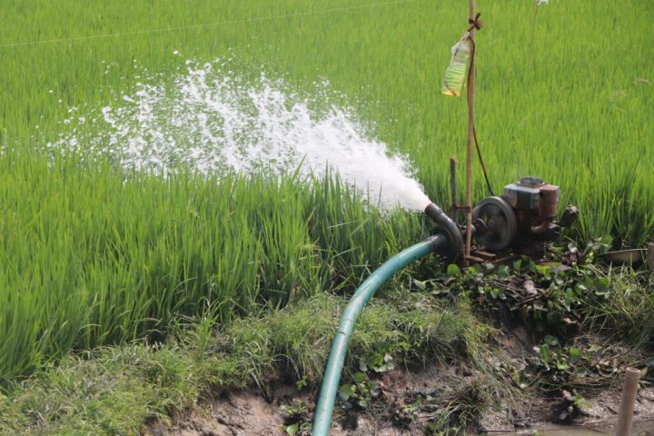 Hadapi El Nino Godzilla, Petani Degayu Andalkan Padi Biosalin