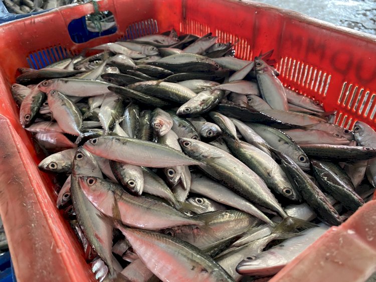 ikan