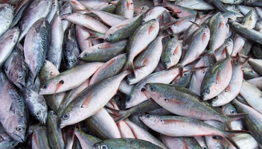IKAN