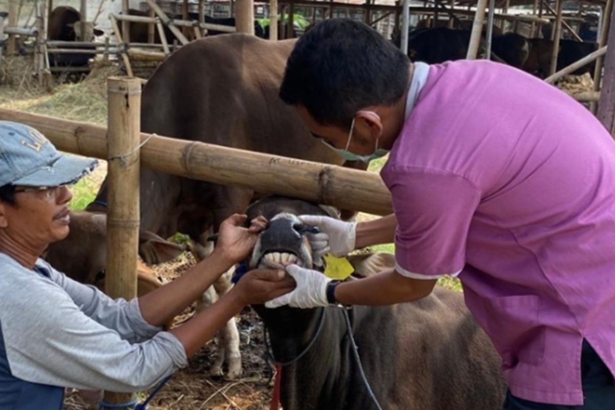 Jelang Idul Adha, Dinperpa Lakukan Pengawasan dan Periksa Hewan Kurban Jelang Idul Adha, Dinperpa Lakukan Pengawasan dan Periksa Hewan Kurban