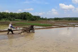 Jumlah Petani Di Kabupaten Pekalongan Menyusut Jumlah Petani Di Kabupaten Pekalongan Menyusut