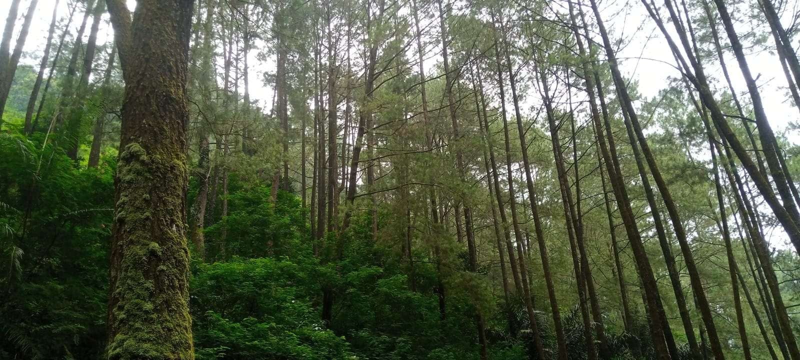 KPH Pekalongan Timur Siapkan Reboisasi Pulihkan Hutan Simego KPH Pekalongan Timur Siapkan Reboisasi Pulihkan Hutan Simego