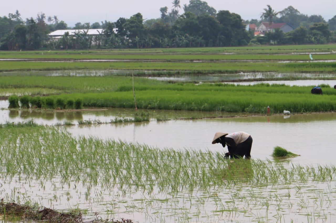 Kota Pekalongan Belum Bisa Penuhi Luas Tambah Tanam Pertanian