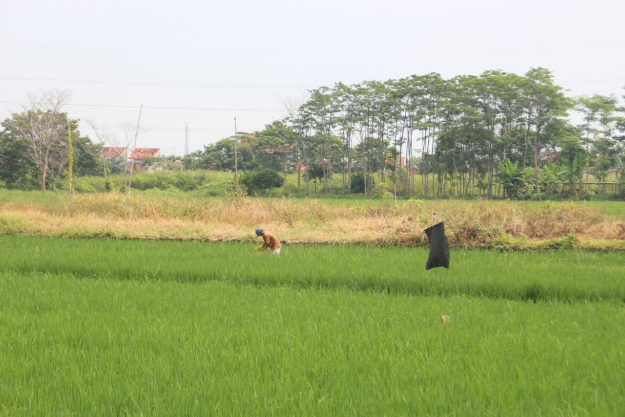 Lahan Kian Terbatas, DLH Pekalongan Gandeng Komunitas Perluas RTH
