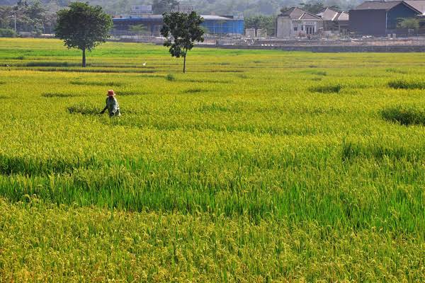 Luas Pertanian Kota Batik Tinggal Ratusan Hektar