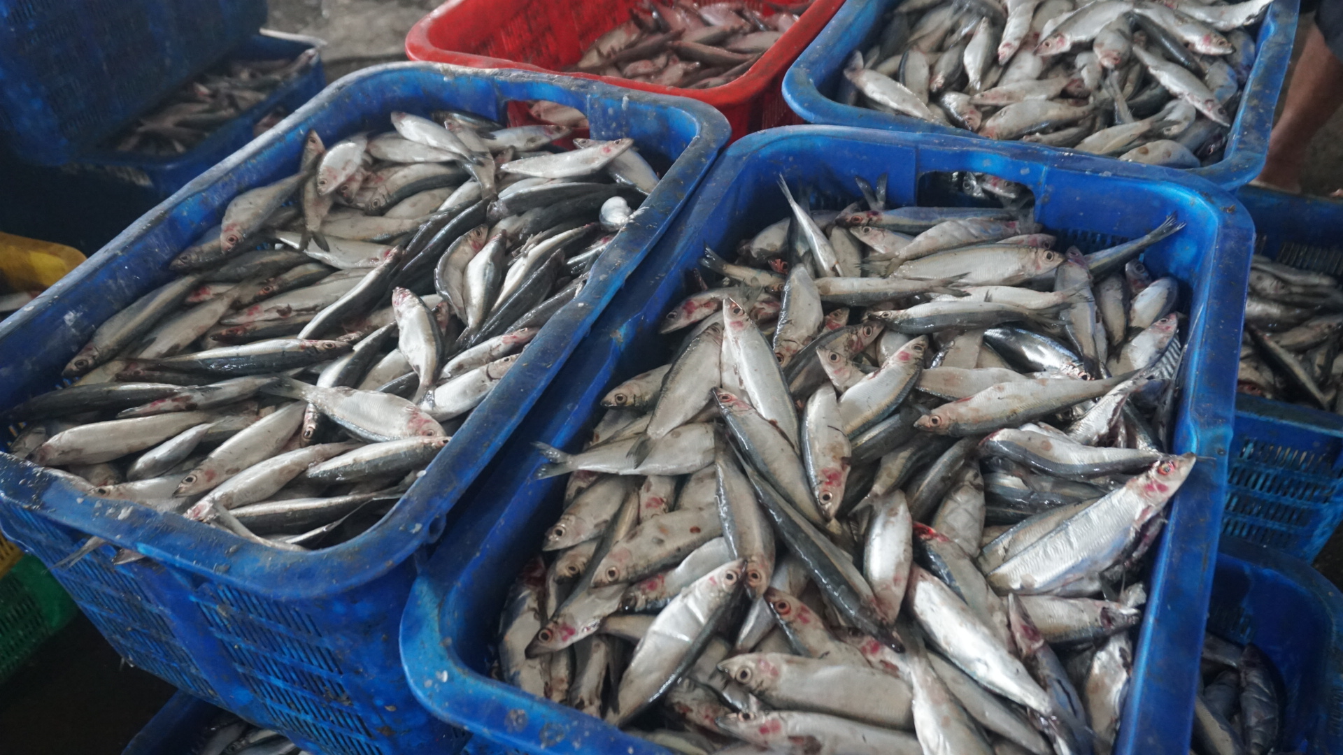 Pemkot Pekalongan Usulkan Penurunan Pungutan Lelang Ikan ke KKP