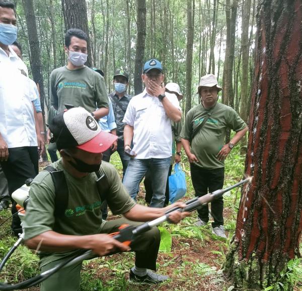 Perhutani Pekalongan Timur Salurkan Bantuan Untuk Penyadap Getah Pinus Perhutani Pekalongan Timur Salurkan Bantuan Untuk Penyadap Getah Pinus