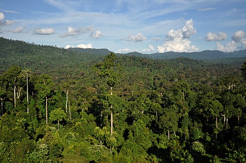 Perhutani dan Warga Gerlang Bergerak Bersama Jaga Kawasan Penyangga Batang