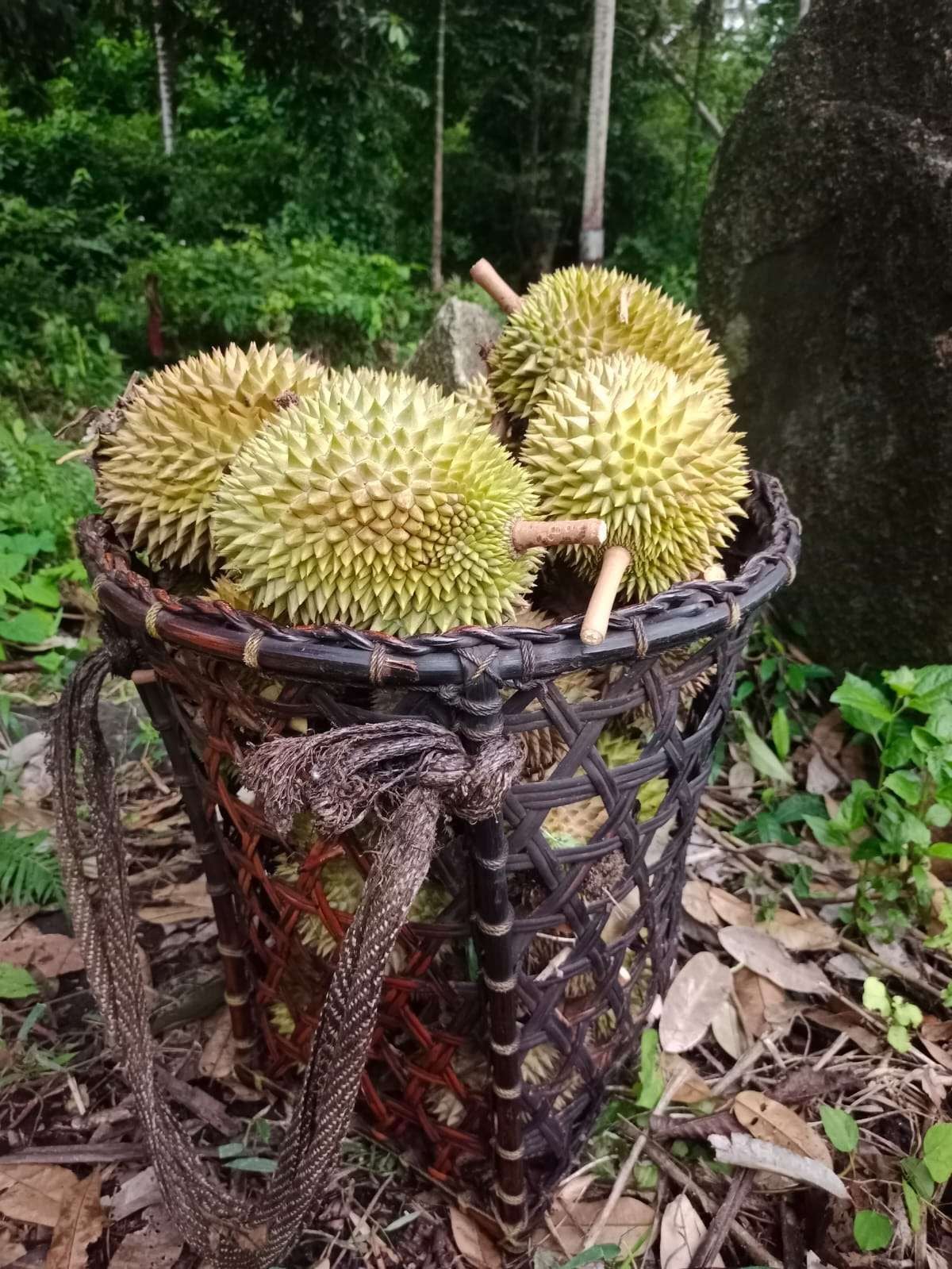 Petani Durian Lolong Berinovasi Jaga Kualitas di Tengah Panen Menurun