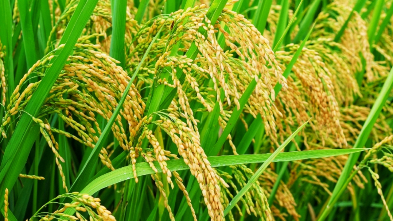 Petani Milenial Pekalongan Gelar Pelatihan & Diskusi Pertanian Petani Milenial Pekalongan Gelar Pelatihan & Diskusi Pertanian