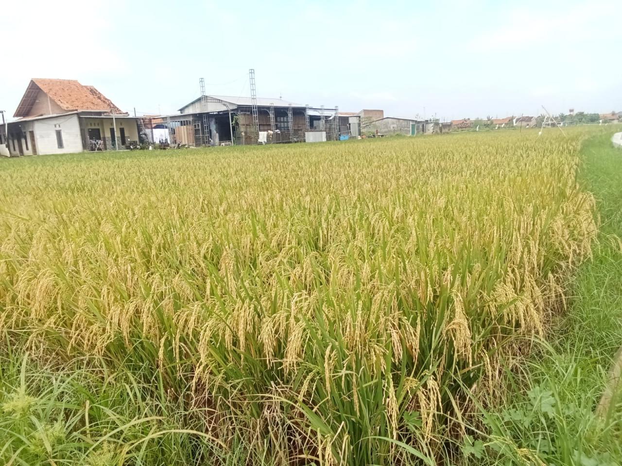 Petani Pekalongan Utara Disarankan Gunakan Padi Biosalin di Musim Kemarau Petani Pekalongan Utara Disarankan Gunakan Padi Biosalin di Musim Kemarau