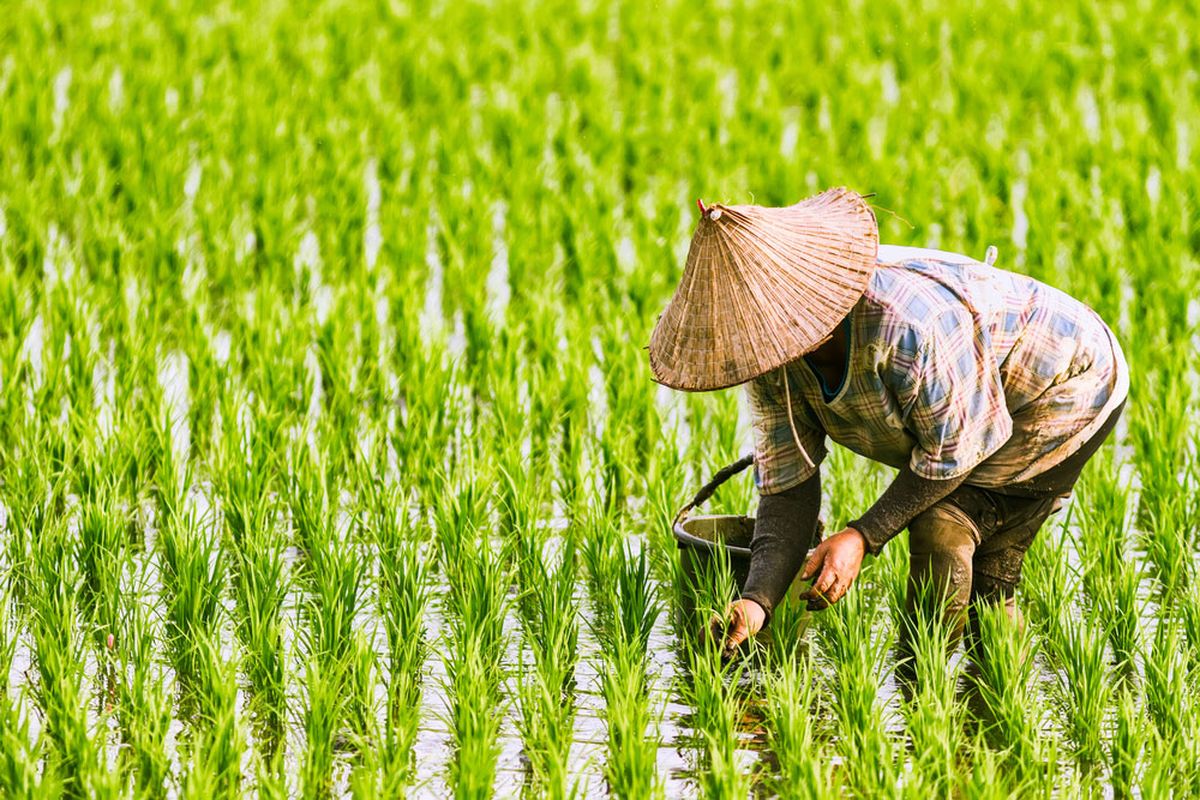 petani