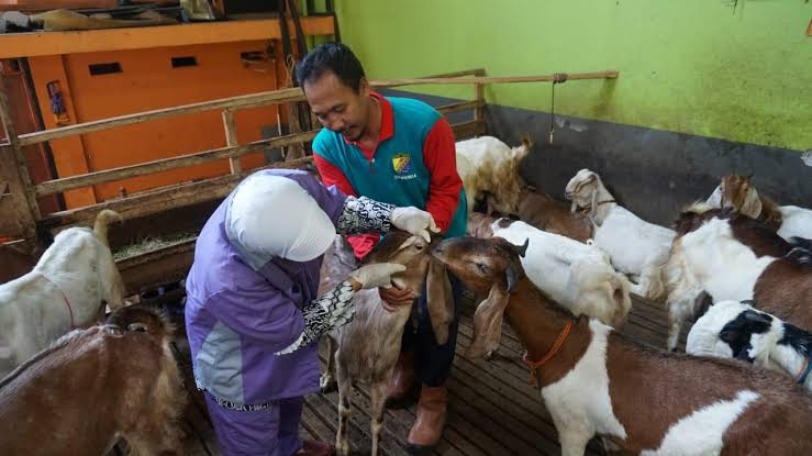 Petugas Dinperpa Awasi Ketat Hewan Kurban Dari Luar Kota