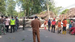 Pohon Tua di Jl.Raya Wonopringgo Roboh