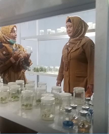Produk Lab Kultur Jaringan Dinperpa Pekalongan Diminati Hingga Luar Jawa Produk Lab Kultur Jaringan Dinperpa Pekalongan Diminati Hingga Luar Jawa