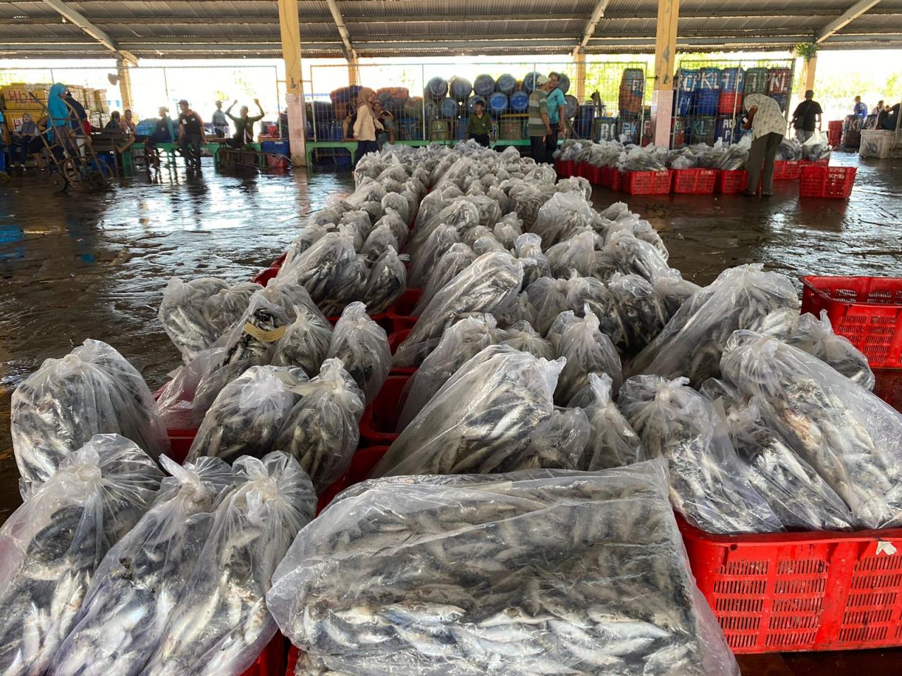 Produksi Ikan di  TPI Pekalongan Awal Tahun Menggeliat