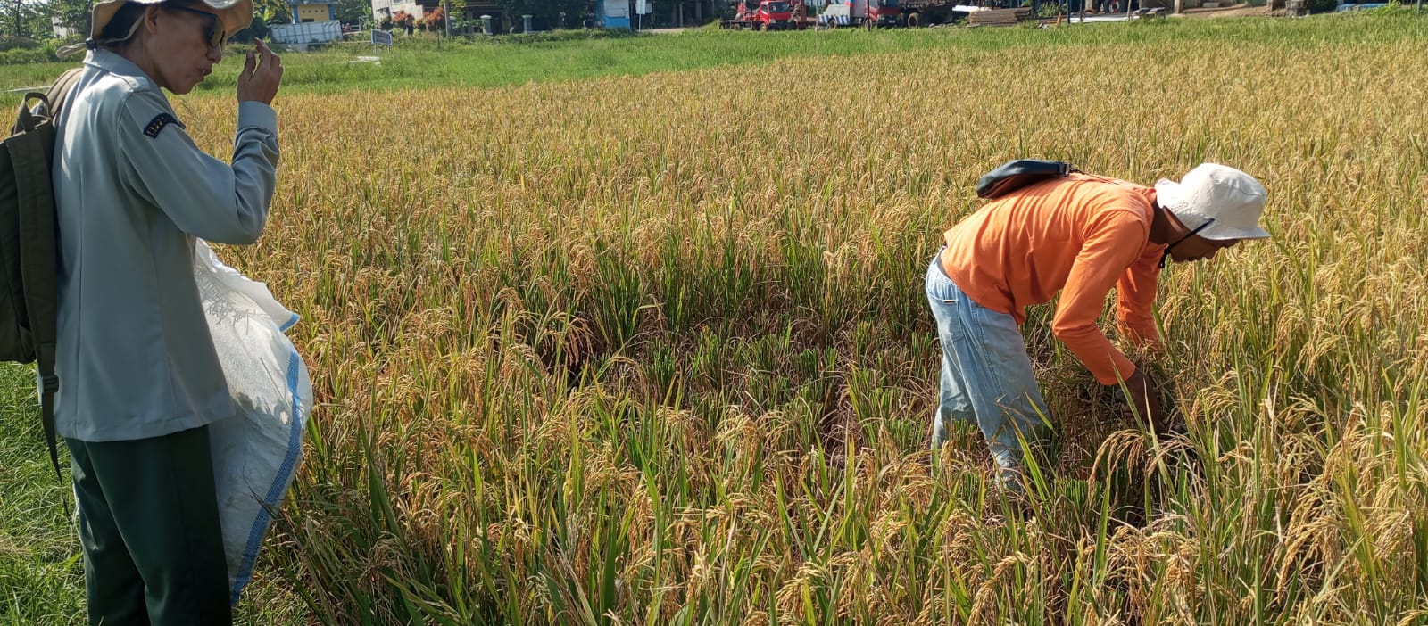 Produktivitas Padi Biosalin di Degayu Capai 52 Kwintal Per Hektar