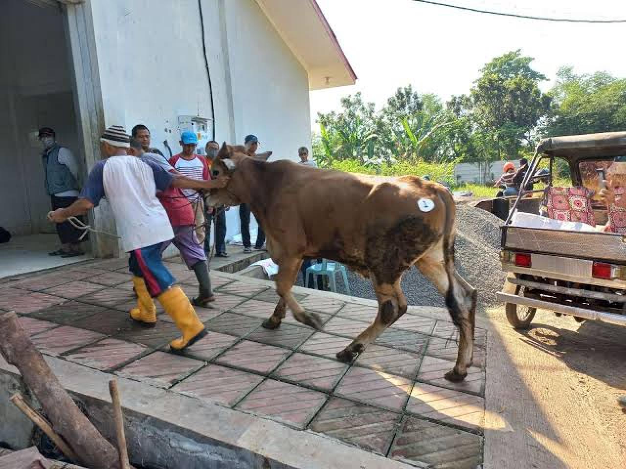 RPH Kertoharjo dan Kuripan Siap Layani Pemotongan Kurban RPH Kertoharjo dan Kuripan Siap Layani Pemotongan Kurban