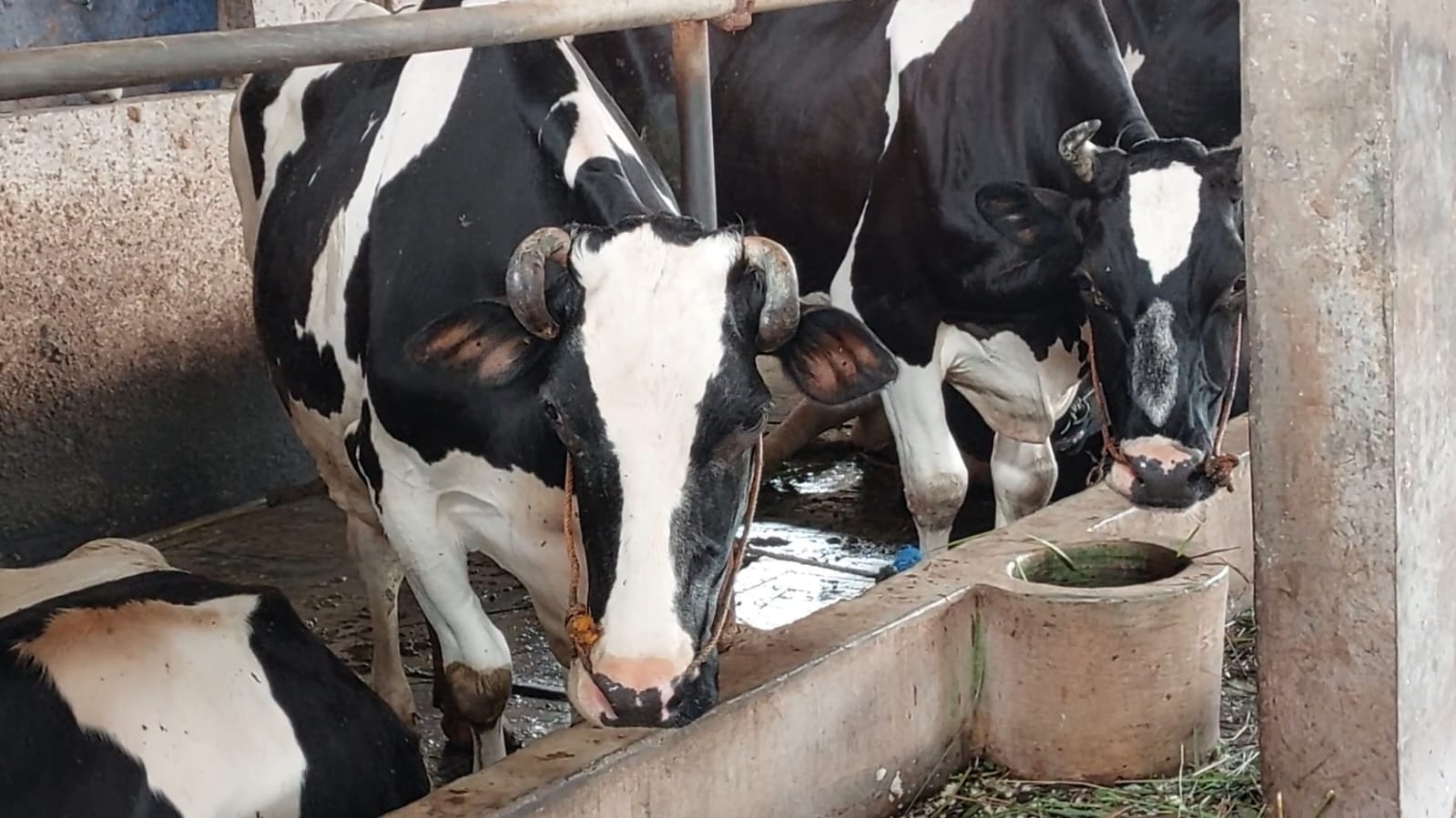 SAPI