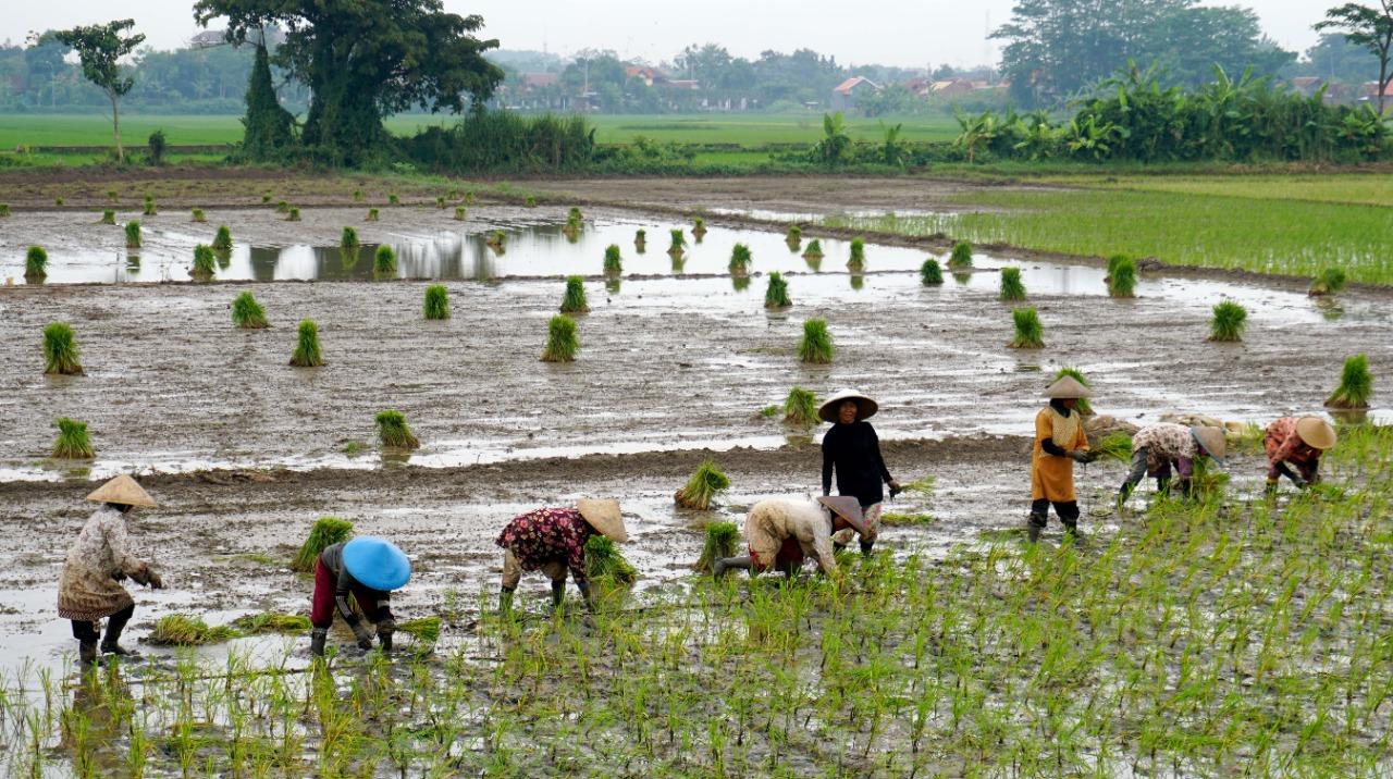 Upaya Ketahanan Pangan Di Kota Pekalongan Baik Upaya Ketahanan Pangan Di Kota Pekalongan Baik