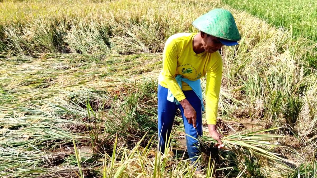 Warga Petani Pekalongan Diminta Segera Mengolah Tanah Hadapi Kekeringan
