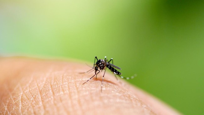 5 Ciri Nyamuk Penyebab DBD, Tak Sama dengan Nyamuk Lain